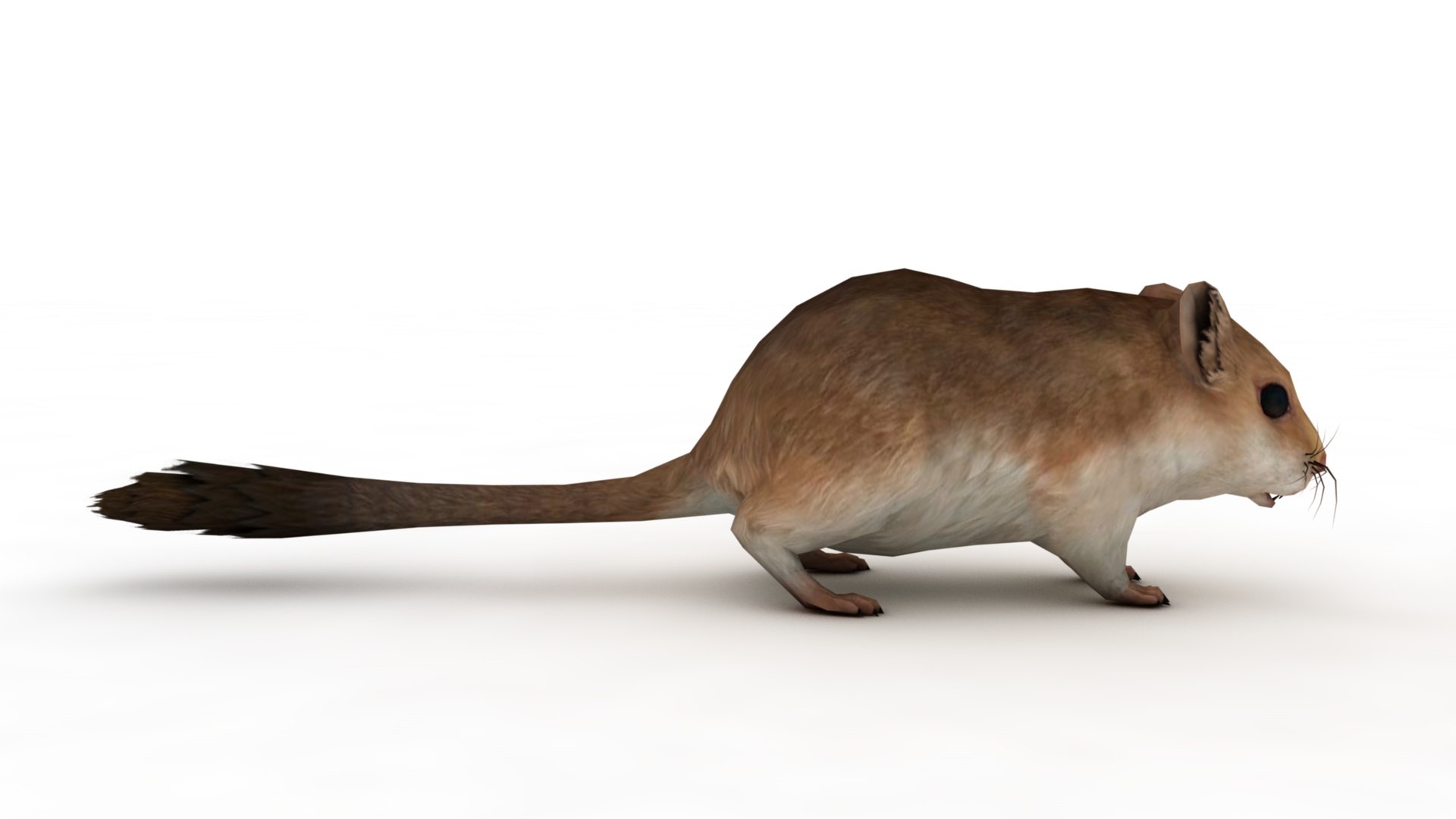 Cartoon Mouse model https://p.turbosquid.com/ts-thumb/Bv/r6z80V/nU/dfs0001/jpg/1742979898/1920x1080/fit_q87/839a7834b0147ba2616784c273714836f4cb23e2/dfs0001.jpg