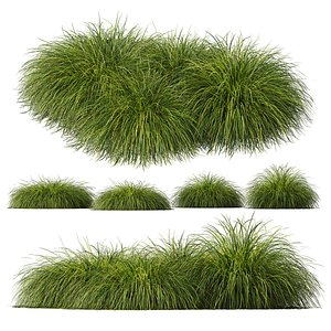 3D HQ Plants Carex Elata Aurea Grass Version4