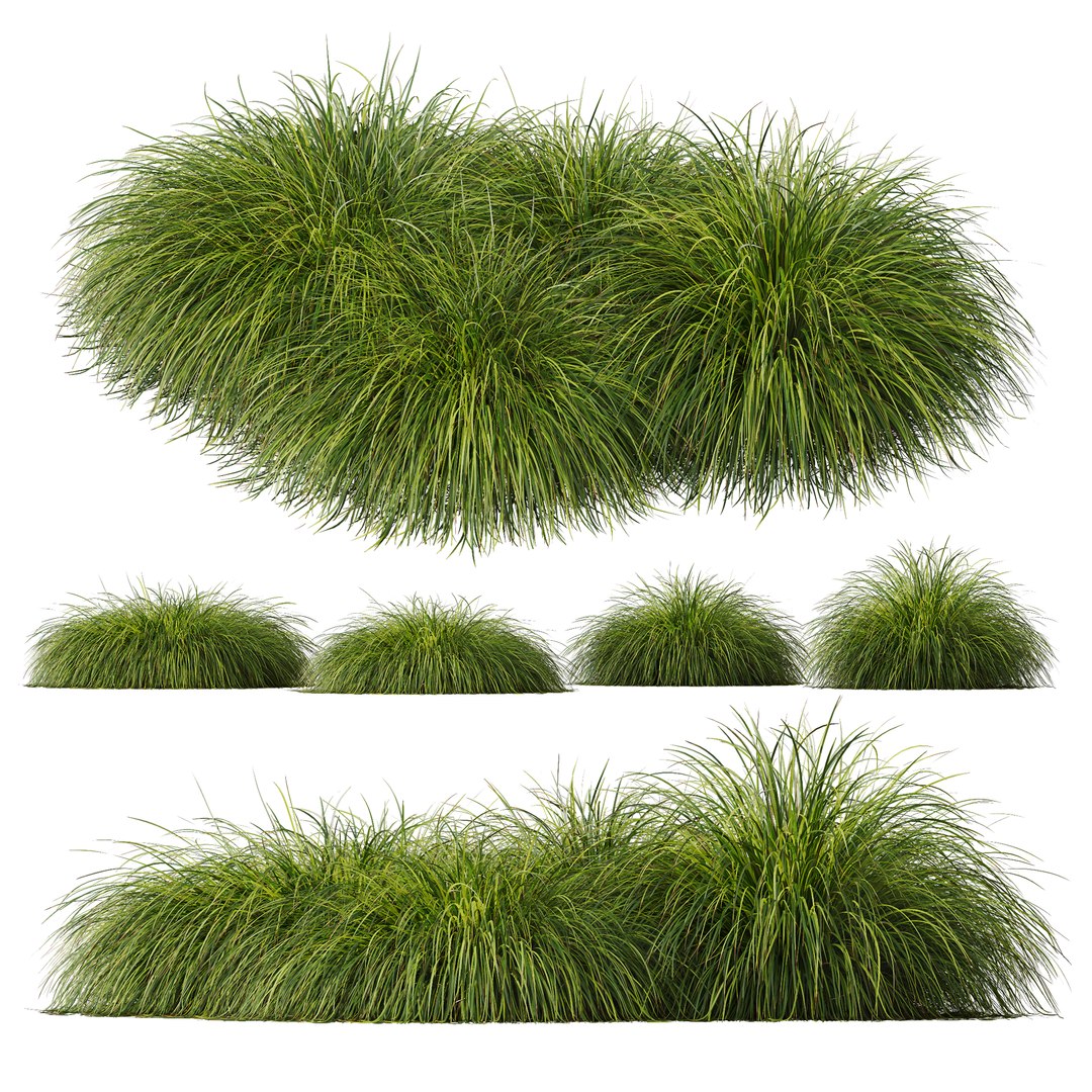 3D HQ Plants Carex Elata Aurea Grass Version4 https://p.turbosquid.com/ts-thumb/Bv/scN4Th/3W/z01/jpg/1697716139/1920x1080/fit_q87/325c0b01efb34bf19fae5a9a6cb6079e732ef4f6/z01.jpg