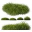 3D HQ Plants Carex Elata Aurea Grass Version4