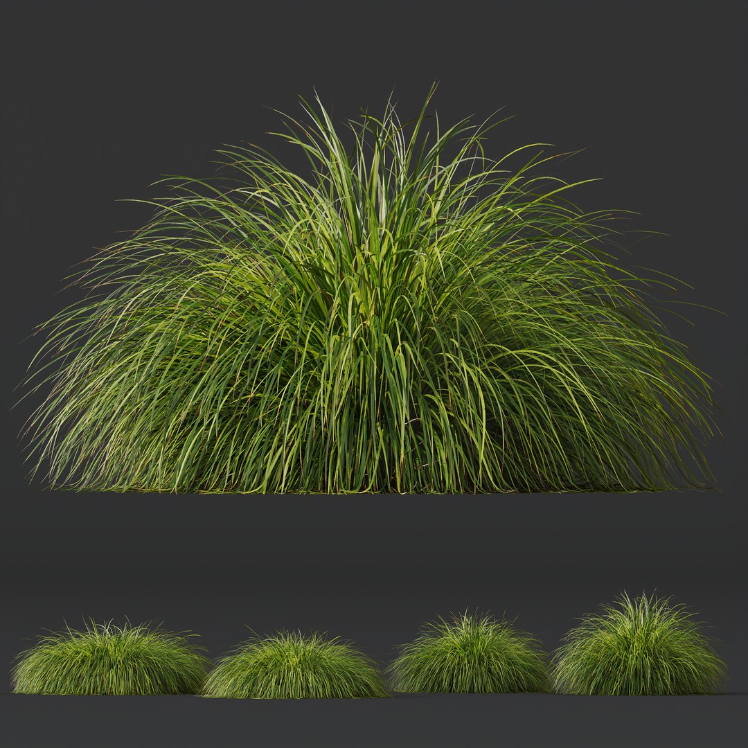 3D HQ Plants Carex Elata Aurea Grass Version4 https://p.turbosquid.com/ts-thumb/Bv/scN4Th/C9/z03/png/1694628854/1920x1080/fit_q87/5e07a82ed11eff3cedaf39c5f451c63db96c62ec/z03.jpg