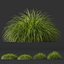 3D HQ Plants Carex Elata Aurea Grass Version4