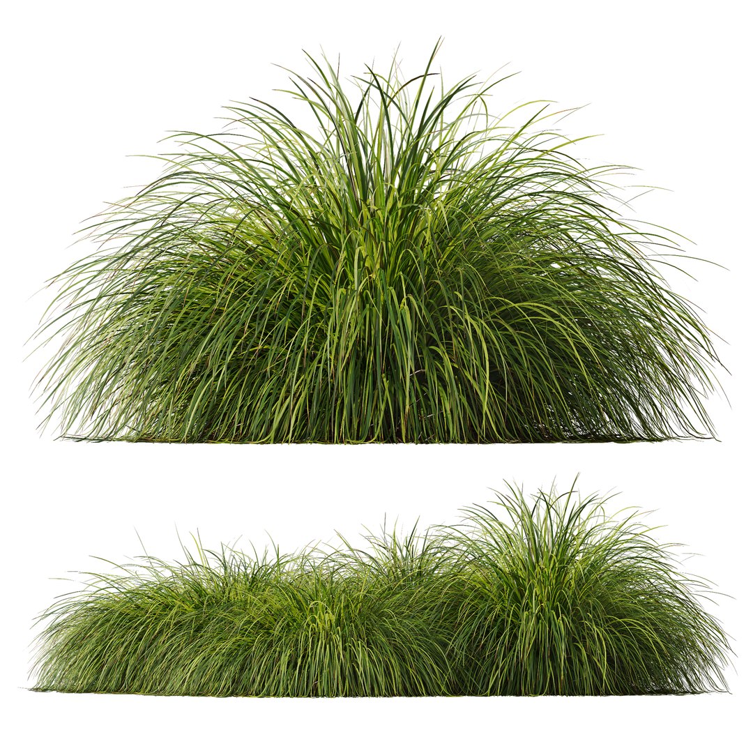 3D HQ Plants Carex Elata Aurea Grass Version4 https://p.turbosquid.com/ts-thumb/Bv/scN4Th/ZT/z02/png/1694628854/1920x1080/fit_q87/991c66c4d5884b8fe0b721dc6293f89051b301b1/z02.jpg