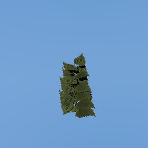 stinging_nettle_