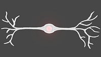 Bipolar Neuron