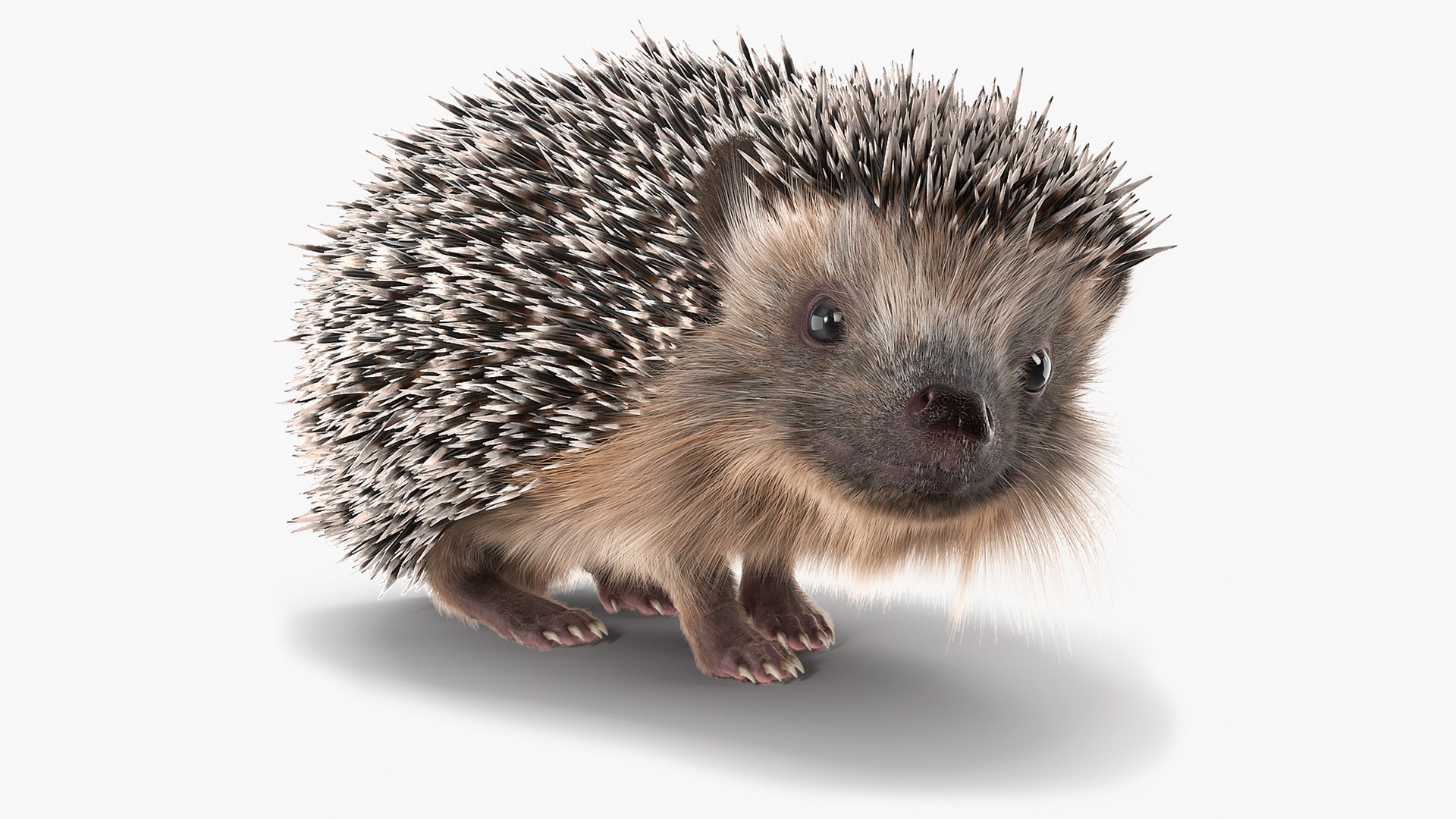 Black Hedgehog Standing Fur 3D model preview