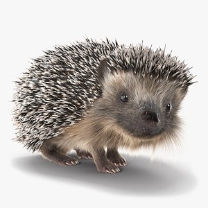 Black Hedgehog Standing Fur