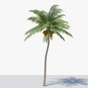 Lowpoly Coconut Palm v4