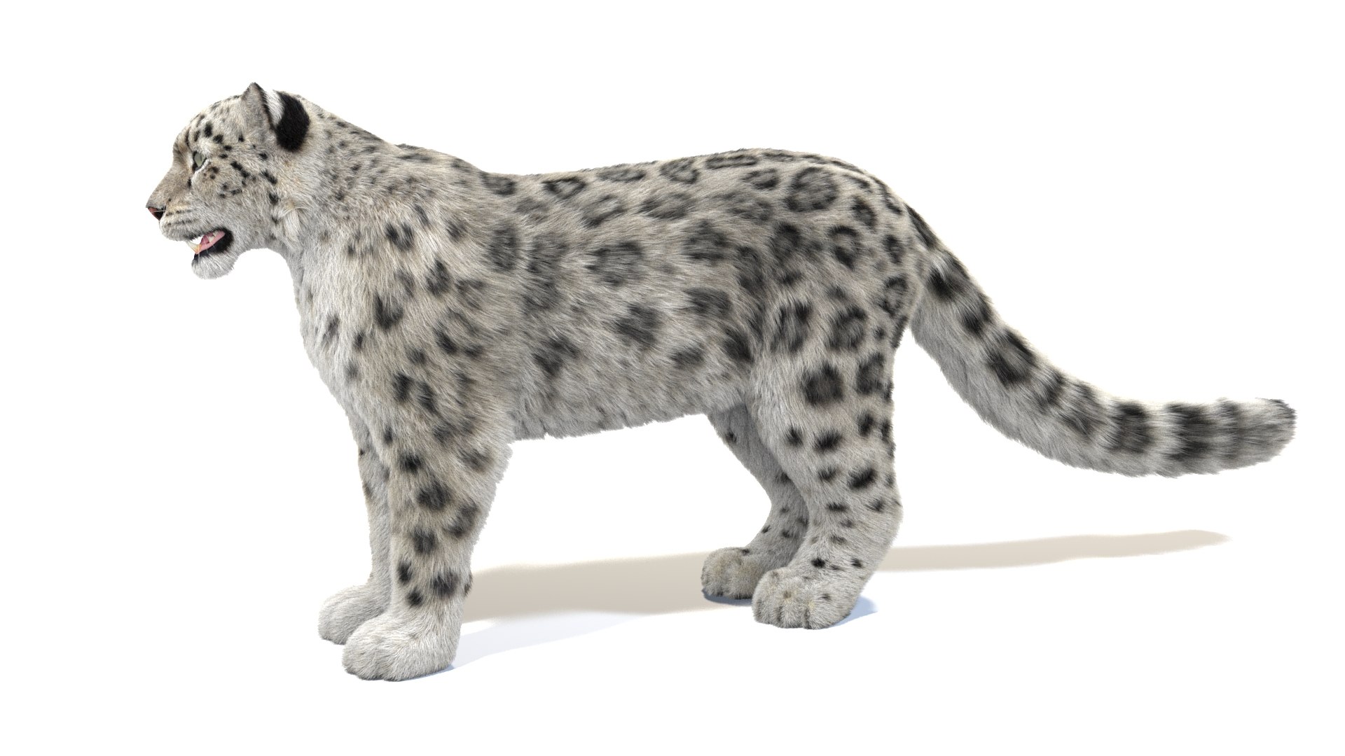 3D Snow Leopard Furry Modeled Model - TurboSquid 1420817
