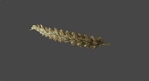 Wheat Raw 3D model