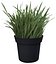 Grass, Artificial potted plant