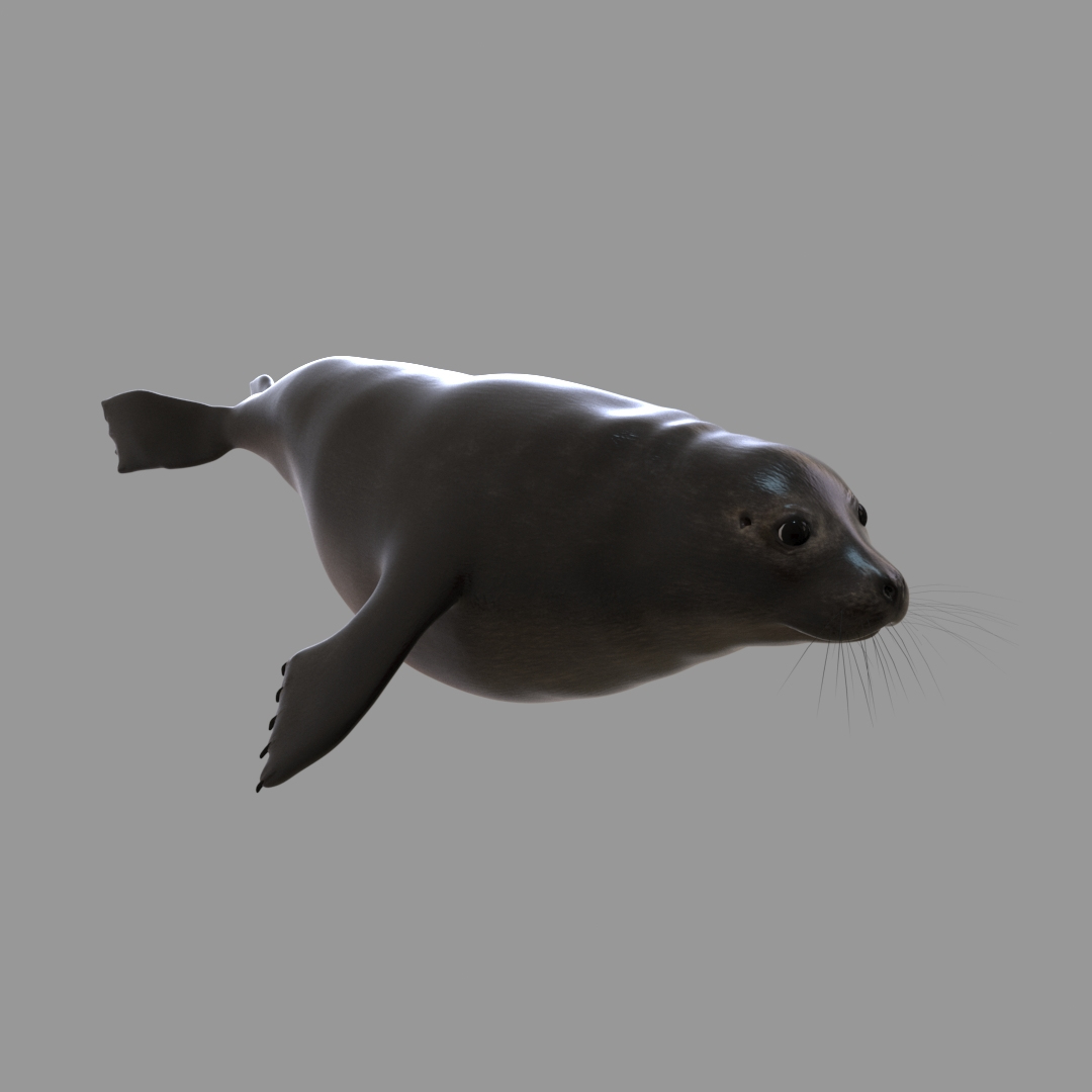 Seal Animation Rigging 3D Model - TurboSquid 1543688