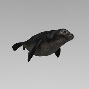seal animation rigging 3D model