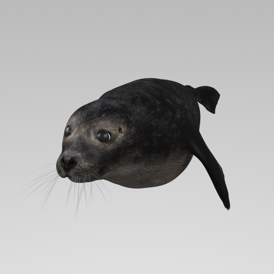 Seal Animation Rigging 3D Model - TurboSquid 1543688