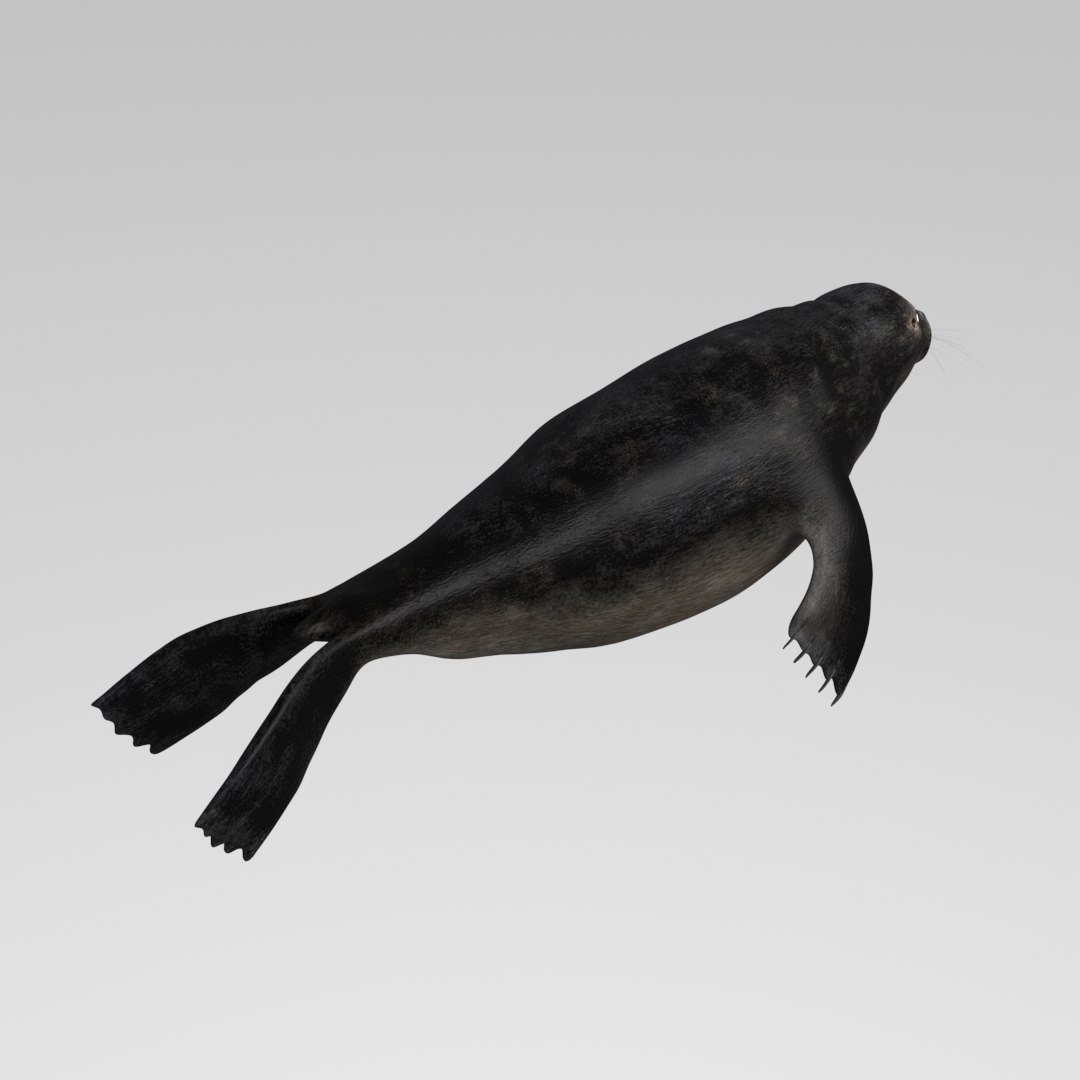 Seal Animation Rigging 3D Model - TurboSquid 1543688