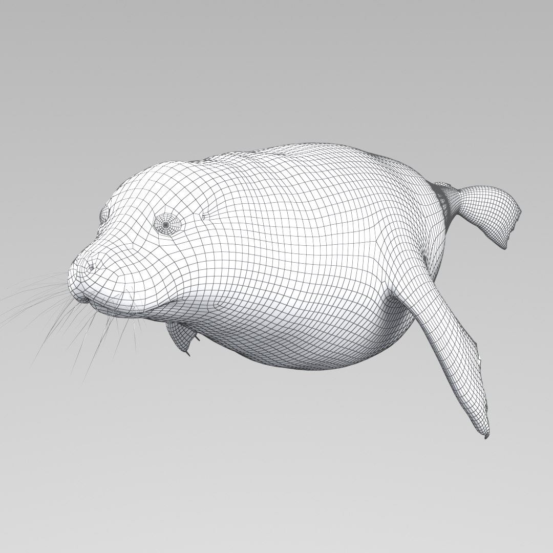 Seal Animation Rigging 3D Model - TurboSquid 1543688
