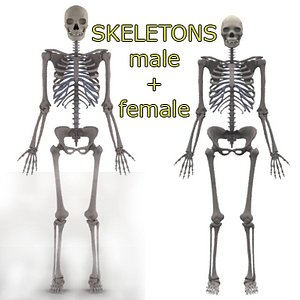 3ds male female skeletons