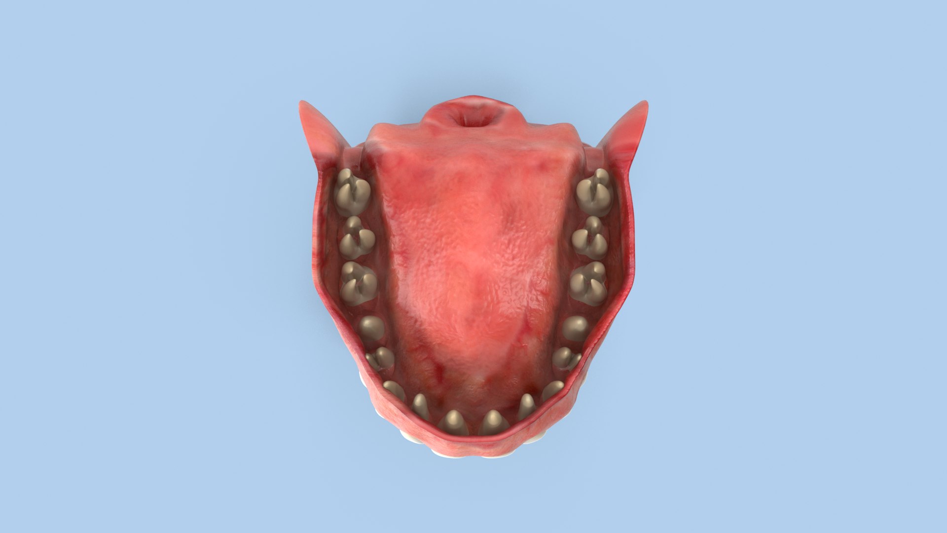 3d teeth gums model https://p.turbosquid.com/ts-thumb/Bx/0cnDKb/3Z/039_teethandgums_col_v010000/png/1606655556/1920x1080/fit_q87/3ab075b3ebb120386a7b13e0a084780f52d53760/039_teethandgums_col_v010000.jpg
