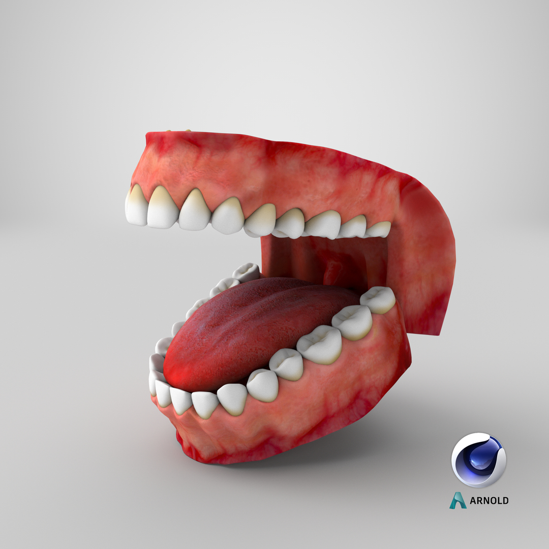 3d teeth gums model