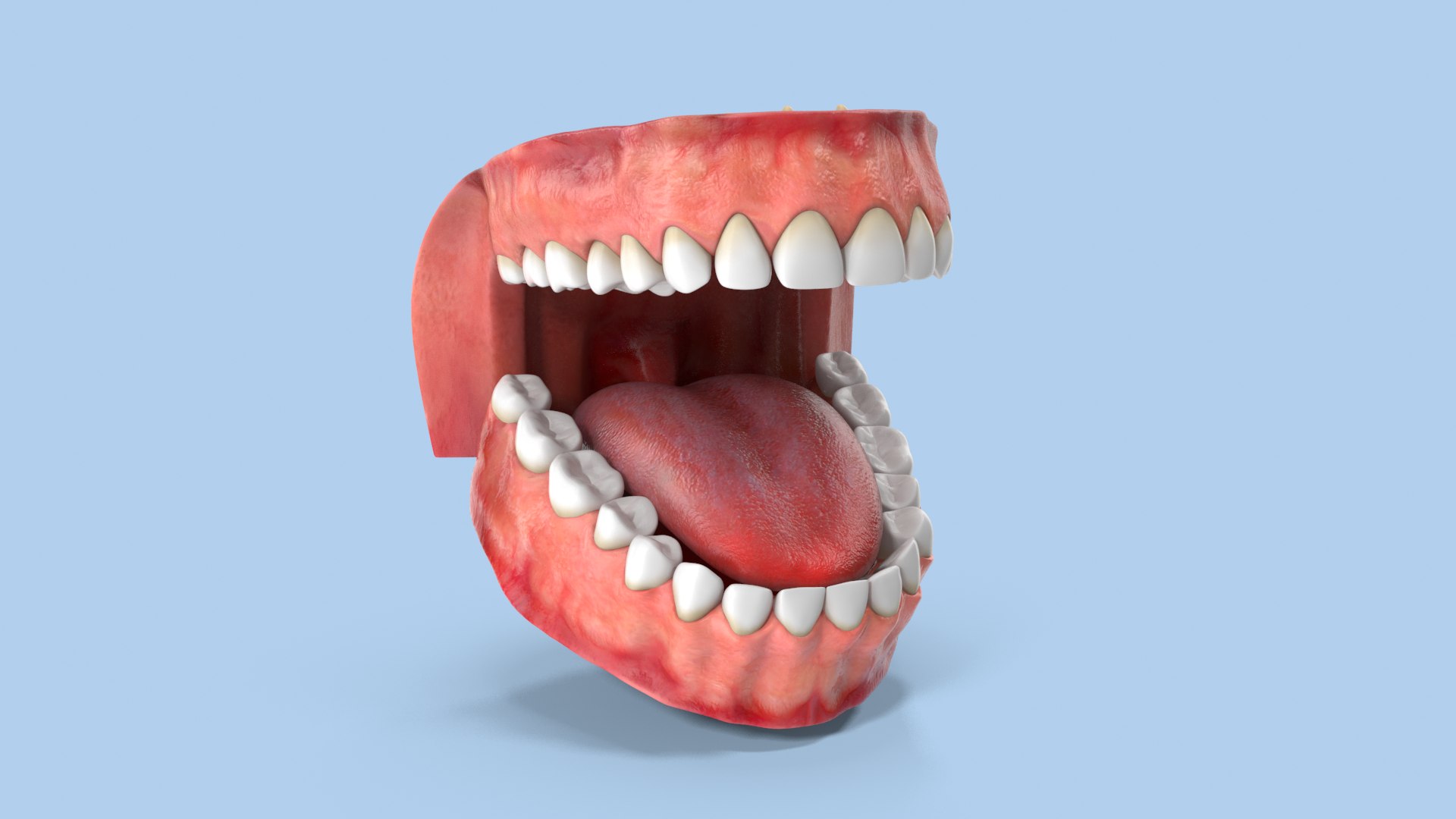 3d teeth gums model https://p.turbosquid.com/ts-thumb/Bx/0cnDKb/r0/039_teethandgums_col_v010112/png/1606655556/1920x1080/fit_q87/1379a72395b4377b4cbcb62d00ff4bbca5932c47/039_teethandgums_col_v010112.jpg
