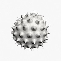Ambrosia Pollen
