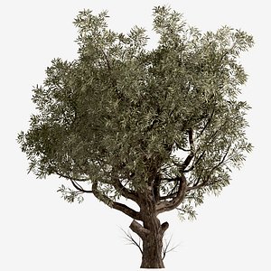 3D Set of Olive or Olea Europaea Trees - 2 Trees model