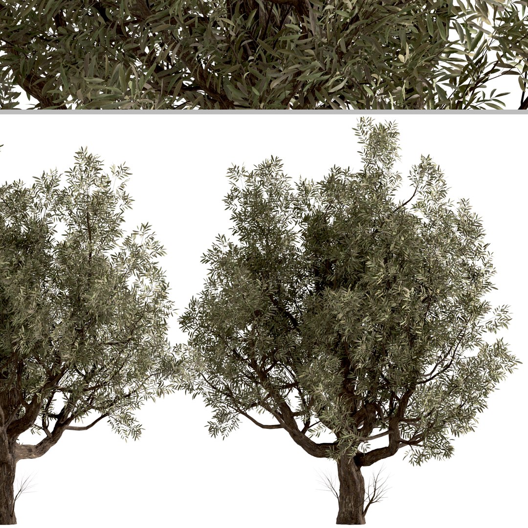 3D Set Of Olive Or Olea Europaea Trees - 2 Trees Model - TurboSquid 1997442