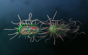 3d model salmonella bacteria cross section