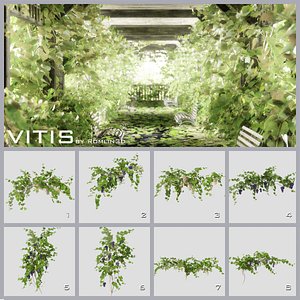 Grape vines ( vitis )