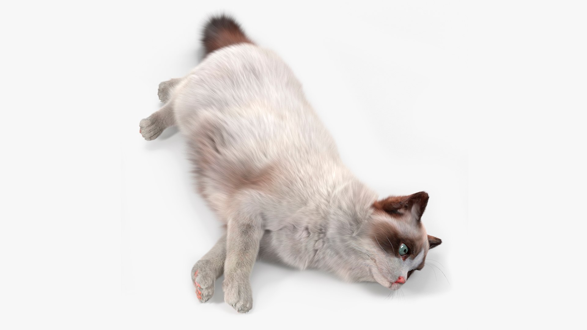 Ragdoll Cat Lying Pose Fur 3D model preview