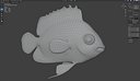 Angelfish Multibarred