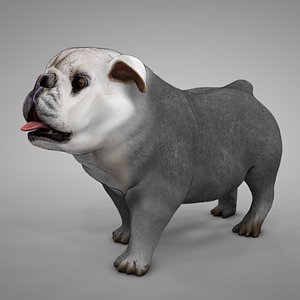 British Bulldog grey with white spots L251