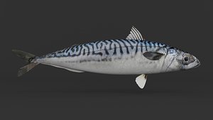 3D Mackerel Fish model