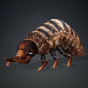 Larval-V1c