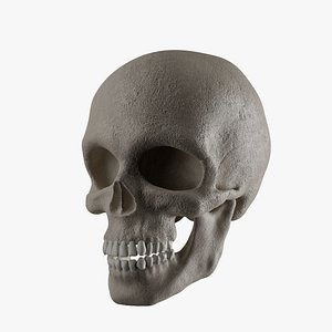 Realistic Human Skull model