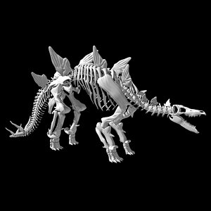 Stegosaurus skeleton 3D model