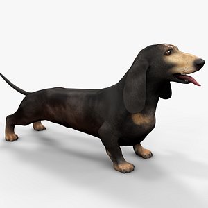 3D model Dachshund Rigged L1864