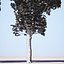 3D pollarded plane trees model