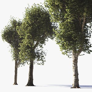 Pollarded Plane Trees