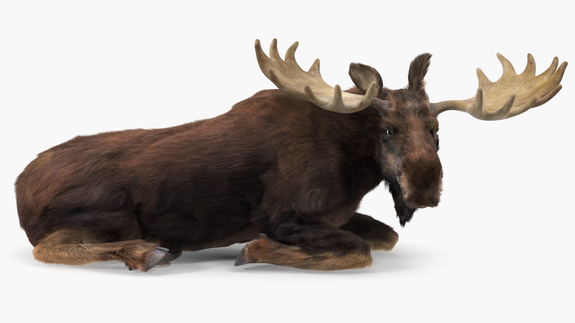 Elk Lying Pose Fur 3D model preview