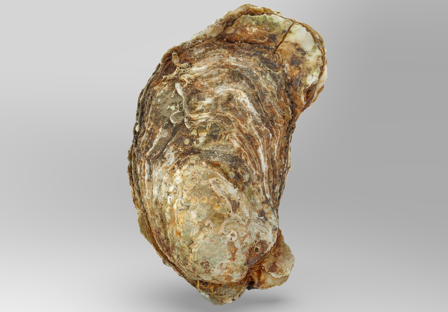 Oyster collections set 3D model https://p.turbosquid.com/ts-thumb/By/6Mu1Pq/0X/oyster_2.236781/jpg/1680107411/1920x1080/fit_q87/93304ec18ed002a9f69b3bef859b0784e65b1738/oyster_2.236781.jpg