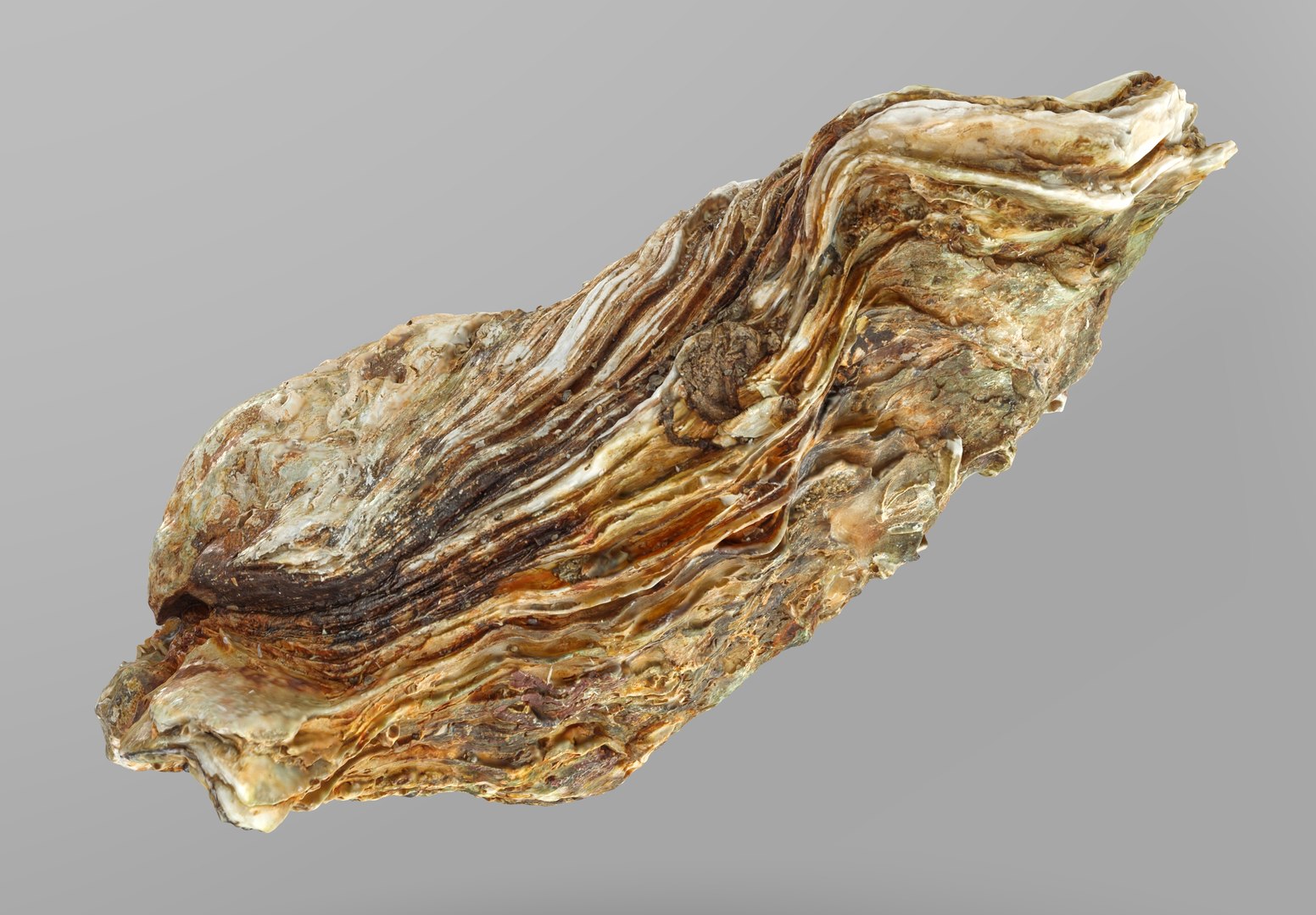 Oyster collections set 3D model https://p.turbosquid.com/ts-thumb/By/6Mu1Pq/0Y/oyster_2.236783/jpg/1680107411/1920x1080/fit_q87/49870722a30bf593b7898c022032c7b0e6ad7126/oyster_2.236783.jpg