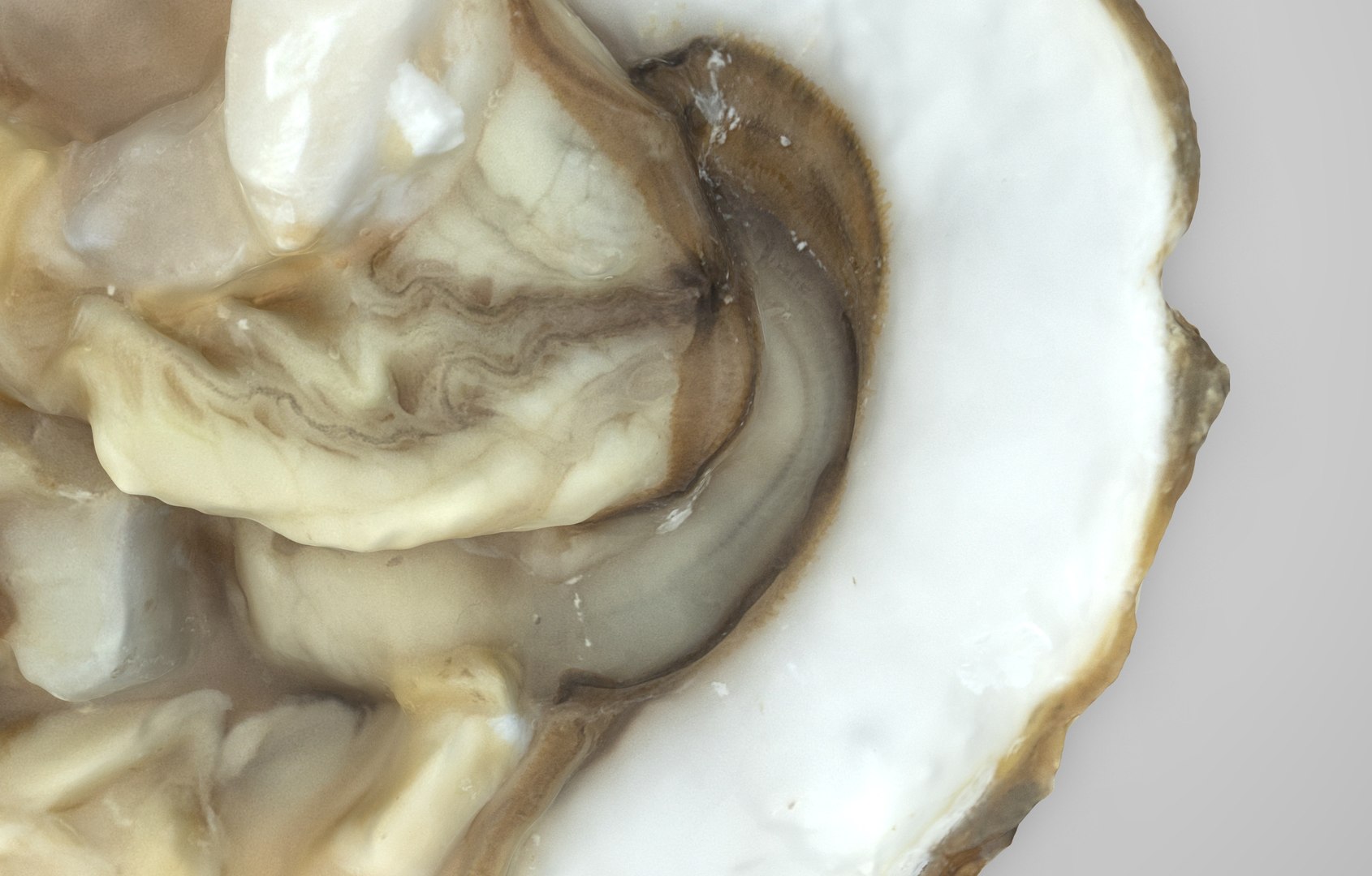 Oyster collections set 3D model https://p.turbosquid.com/ts-thumb/By/6Mu1Pq/2q/oyster_open.3/jpg/1680107506/1920x1080/fit_q87/c676faa97fb004f6f5822a90adf76b383435cc3e/oyster_open.3.jpg