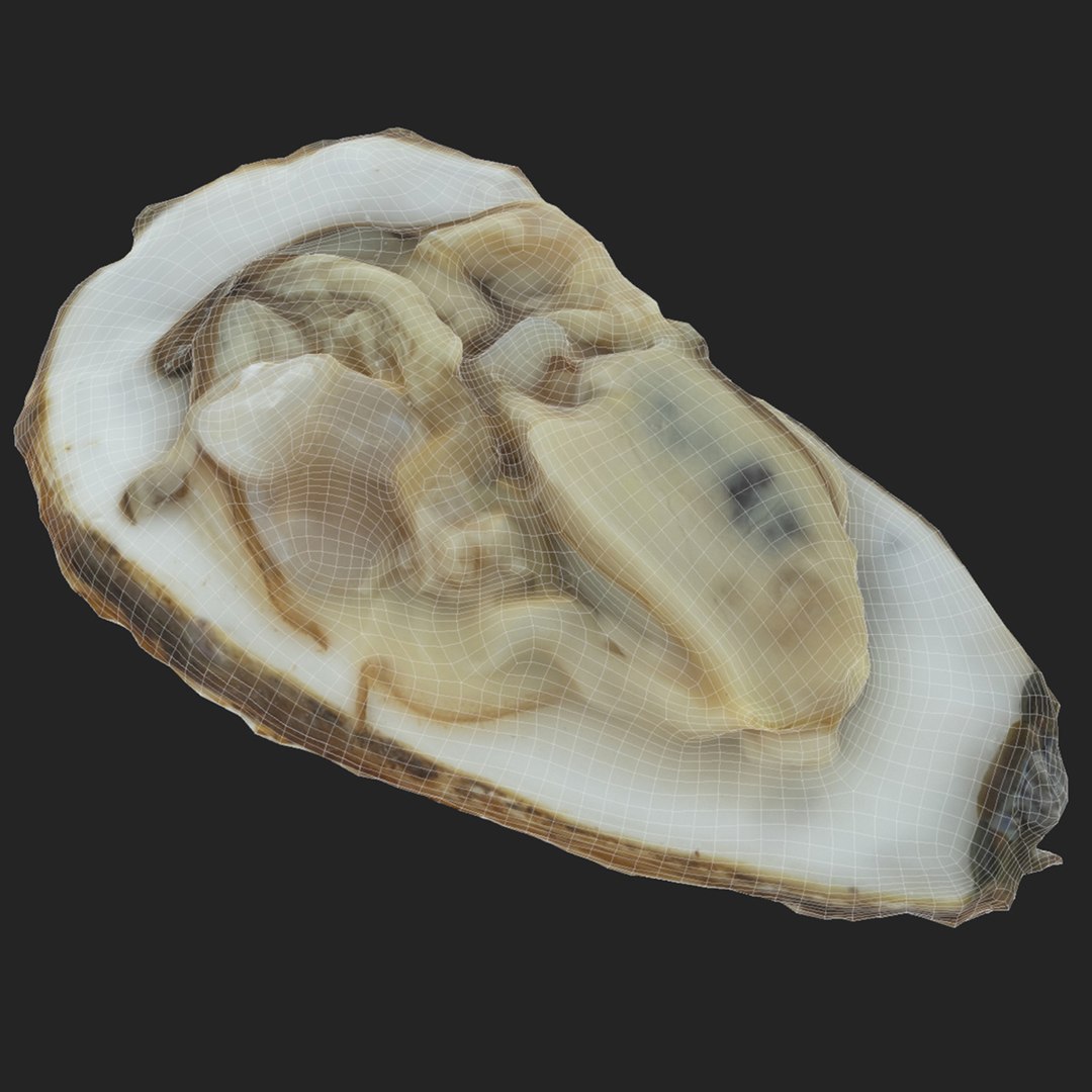 Oyster collections set 3D model https://p.turbosquid.com/ts-thumb/By/6Mu1Pq/6q/wr3/jpg/1680107553/1920x1080/fit_q87/8f4b0c7086365f442ba46a006967d6559f64b492/wr3.jpg