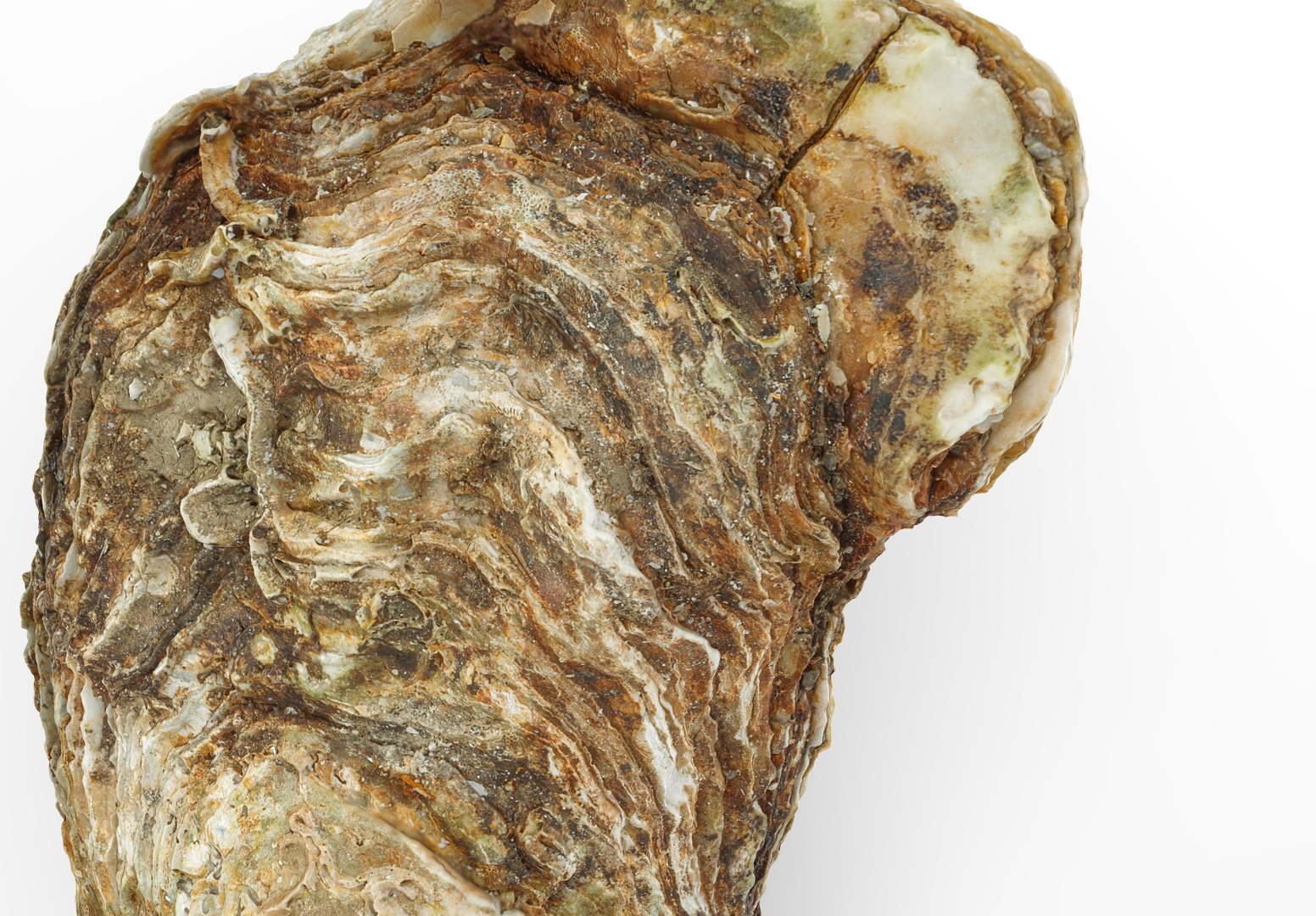 Oyster collections set 3D model https://p.turbosquid.com/ts-thumb/By/6Mu1Pq/90/oyster_2.236784/jpg/1680107412/1920x1080/fit_q87/17fcfaec0836aebac1460a2b206739daa06d5578/oyster_2.236784.jpg