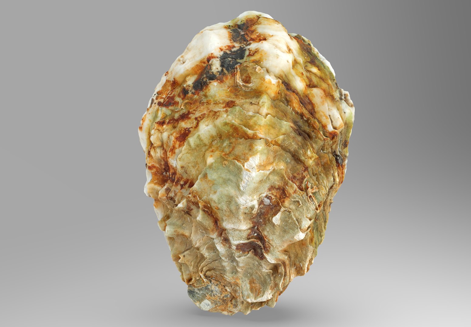 Oyster collections set 3D model https://p.turbosquid.com/ts-thumb/By/6Mu1Pq/Fy/1/jpg/1680107369/1920x1080/fit_q87/4afc92ffa58a3c24fa9fdd9851e7a163002f5ee8/1.jpg