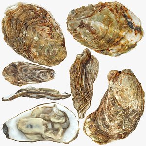 Oyster collections set