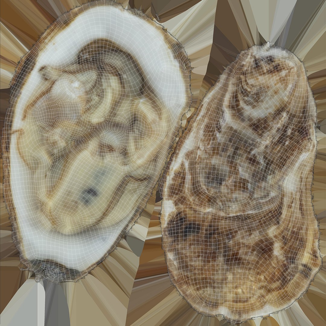Oyster collections set 3D model https://p.turbosquid.com/ts-thumb/By/6Mu1Pq/Kh/uv3/jpg/1680107554/1920x1080/fit_q87/f7df8cd96773e263e59265121fa10ceac40a175d/uv3.jpg