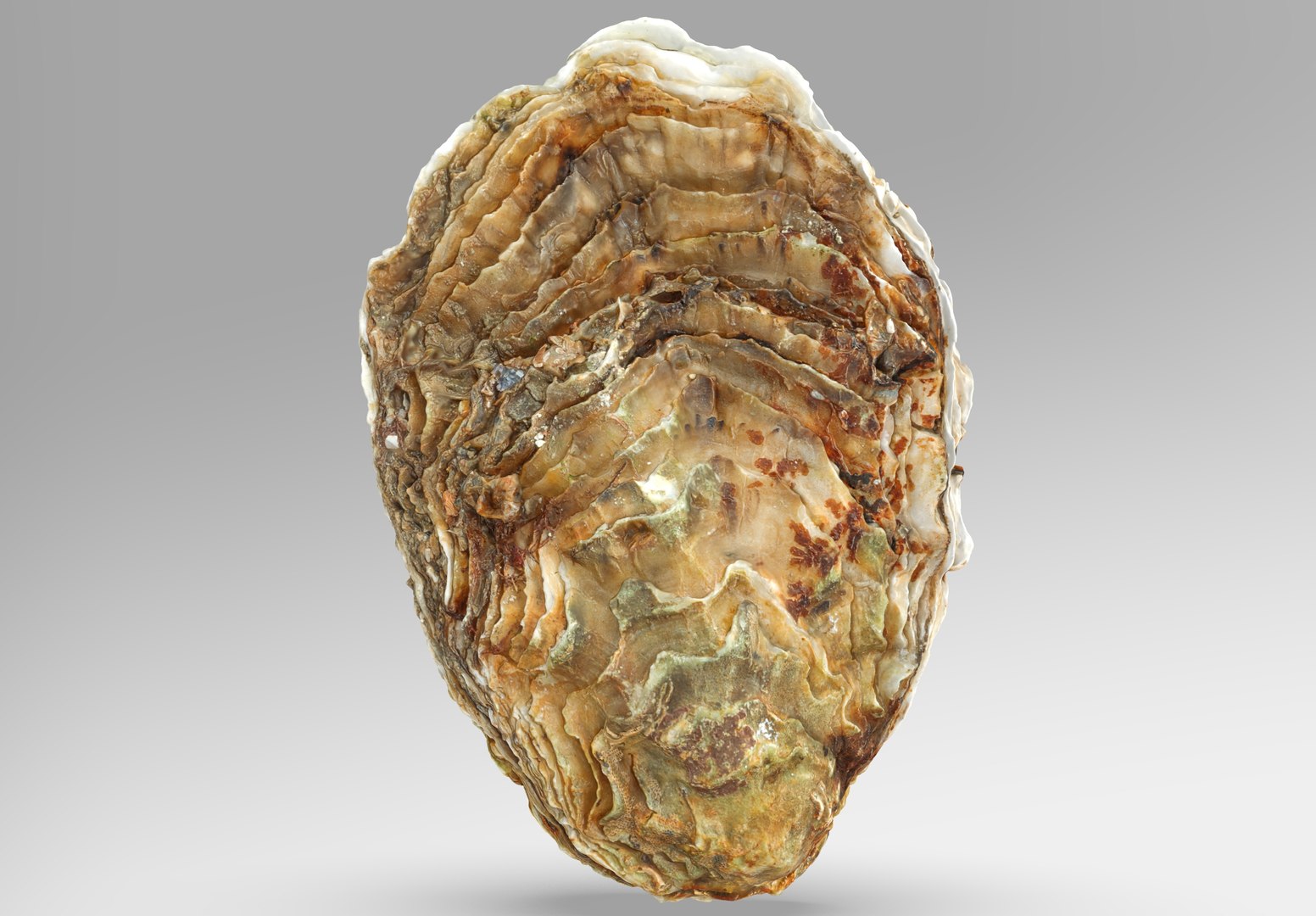 Oyster collections set 3D model https://p.turbosquid.com/ts-thumb/By/6Mu1Pq/Le/1.236788/jpg/1680107367/1920x1080/fit_q87/586fd1d467e7a6f007097b1731616e4008fdc6de/1.236788.jpg