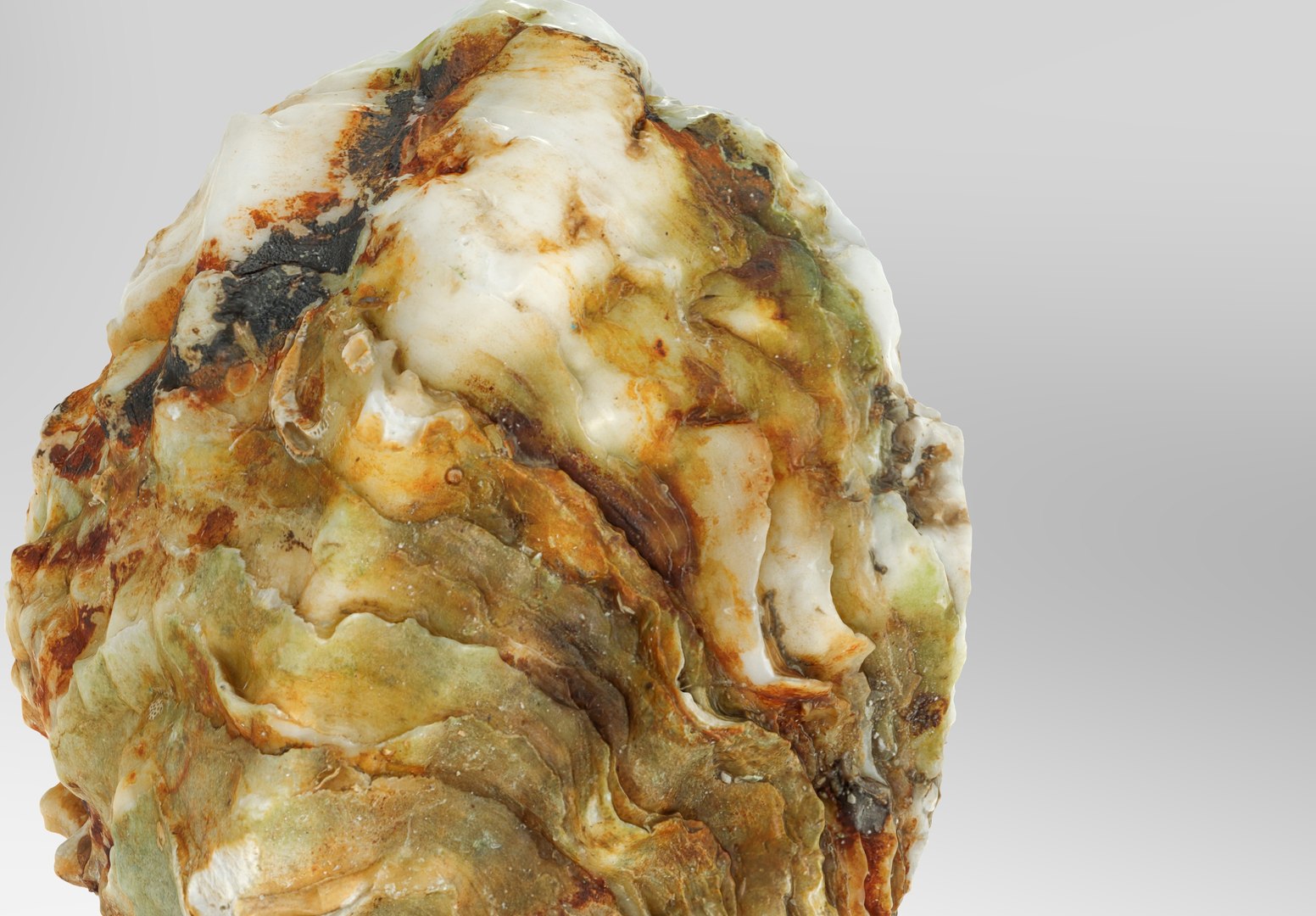 Oyster collections set 3D model https://p.turbosquid.com/ts-thumb/By/6Mu1Pq/Lm/1.236791/jpg/1680107368/1920x1080/fit_q87/6e834a155e31b48eae0c276b216cb27fb4a6f6f7/1.236791.jpg